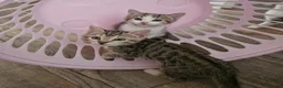 Mixed Breed cats for sale: 3 half bengal kittens - Advert 8