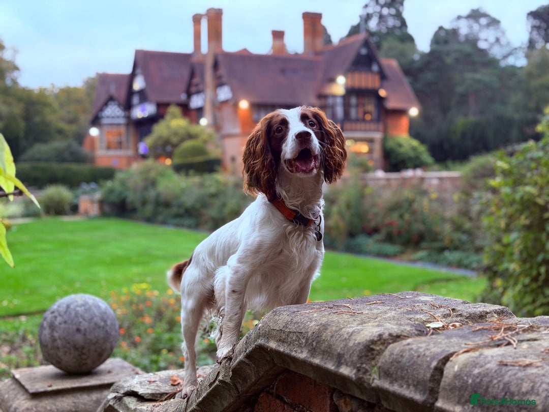 English Springer Spaniel dogs for stud: Jerry - KC Registered English Springer Spaniel  - Advert 10