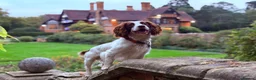 English Springer Spaniel dogs for stud: Jerry - KC Registered English Springer Spaniel  - Advert 10