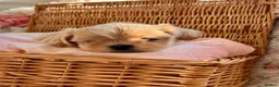 Shih Tzu dogs for sale: Four Beautiful Imperial Shih Tzu boys - Advert 9