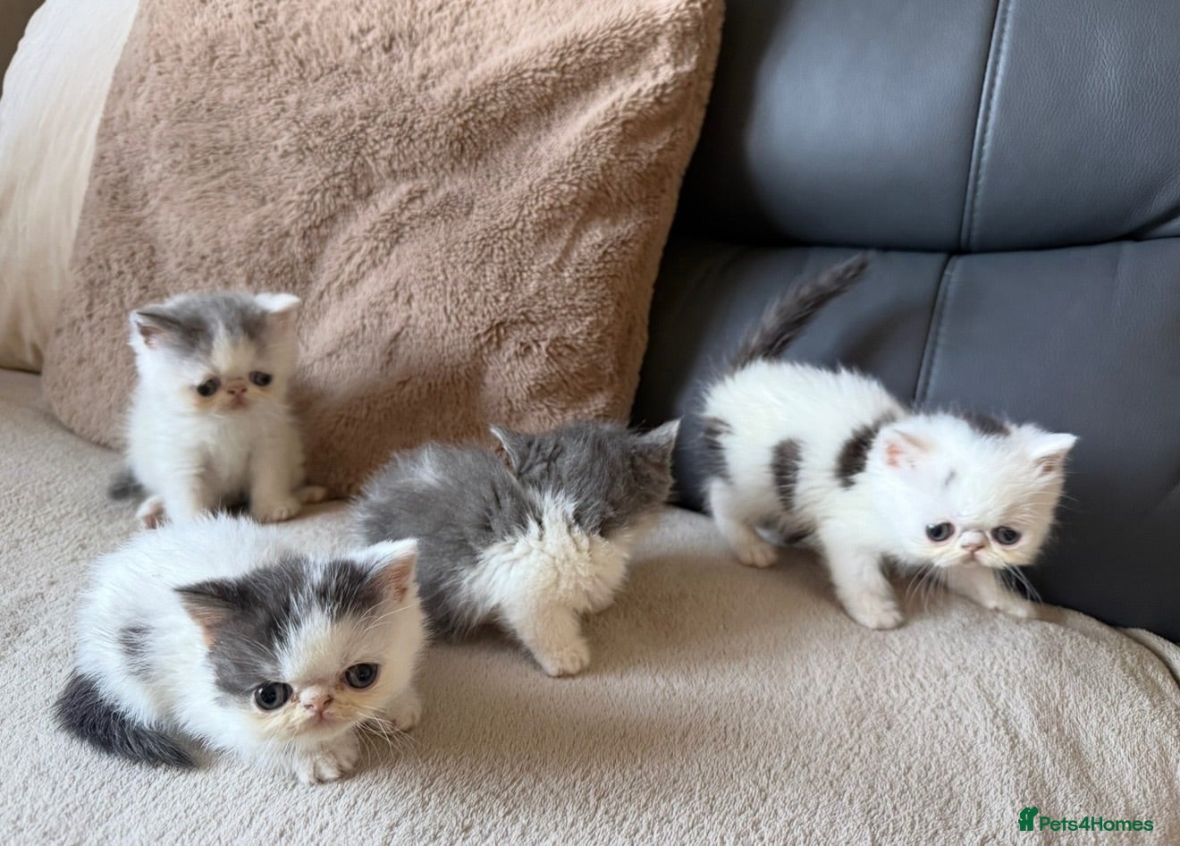 Exotic cats 4 exotic short hair boys for sale  - Advert 1