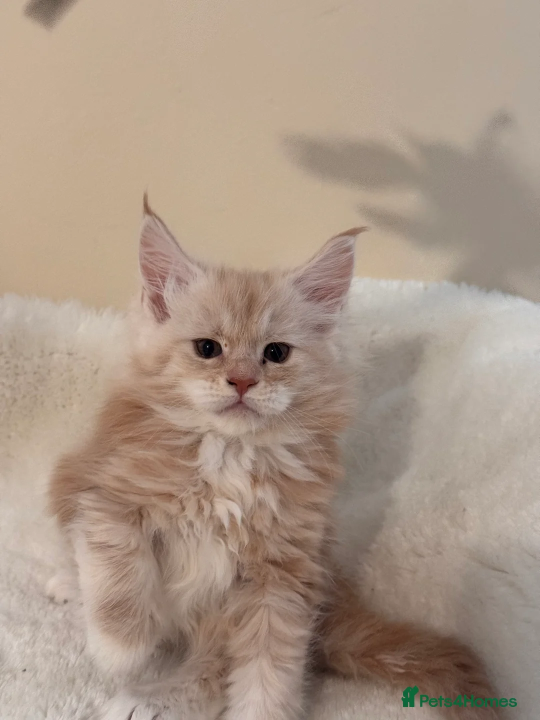 Maine Coon cats for sale: The last Maine Coon Shaded Line kittens pedigrees - Advert 8