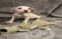 Mixed Breed dogs for sale: Dalmatianxboxer puppies  - Image 8