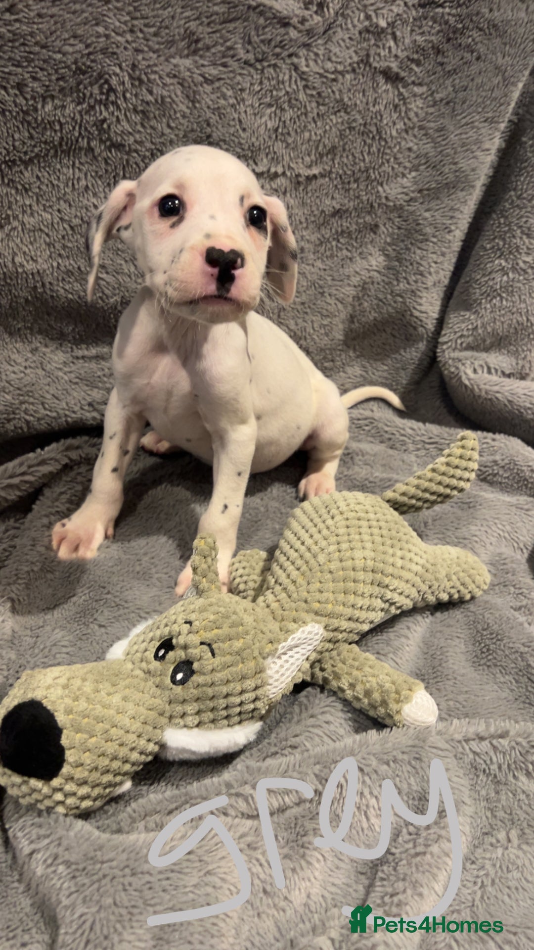 Mixed Breed dogs for sale: Dalmatianxboxer puppies  - Image 8