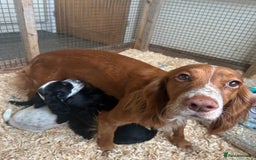 Cocker Spaniel dogs for sale: Excellent pedigree working Cocker Spaniel puppies - Image 10