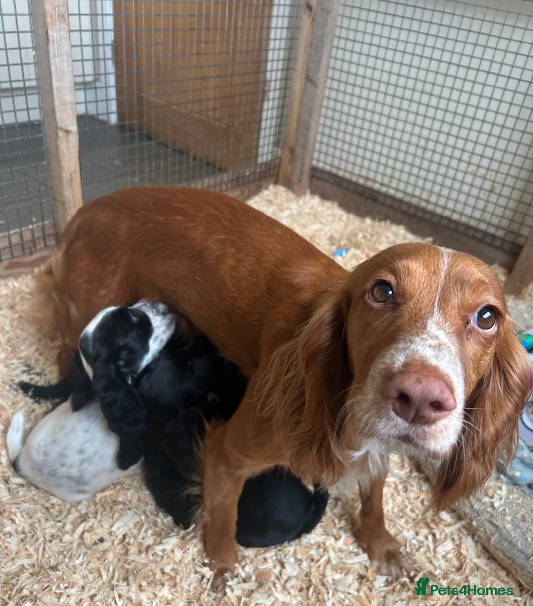 Cocker Spaniel dogs for sale: Excellent pedigree working Cocker Spaniel puppies - Image 10