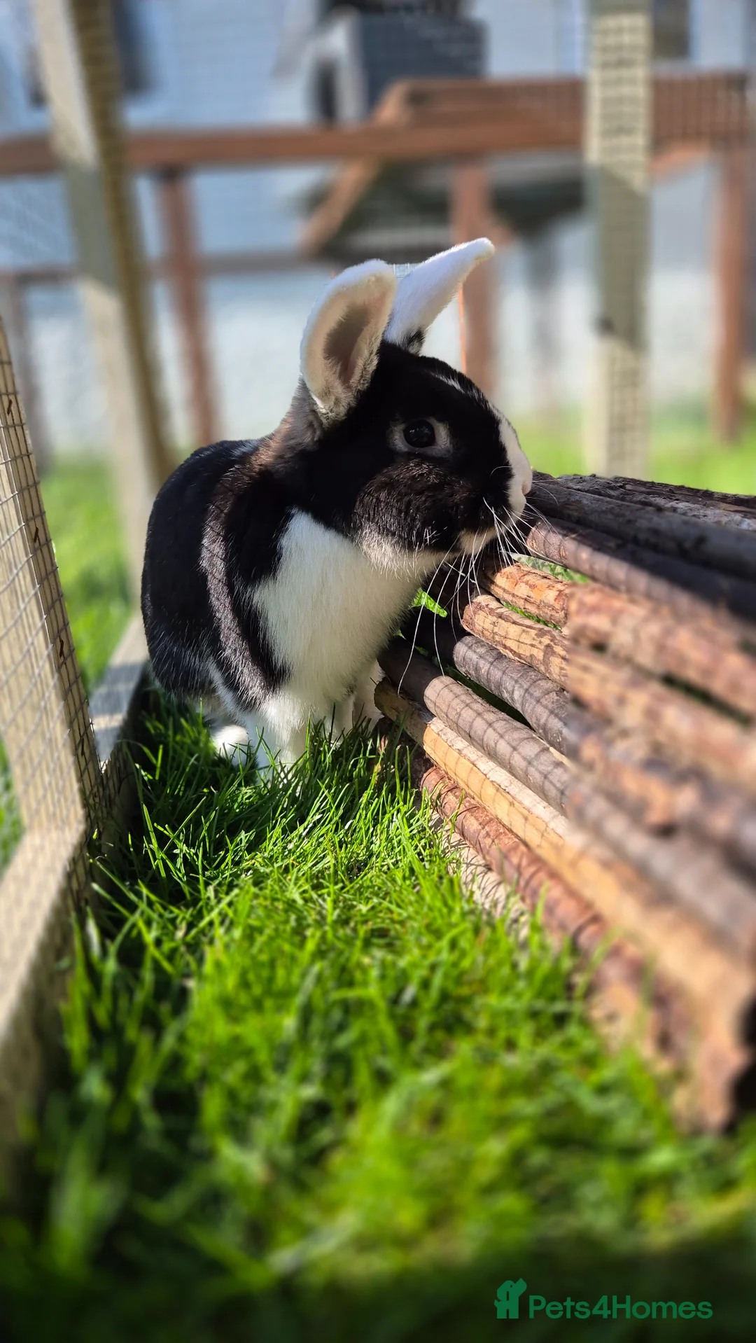Mixed Breed rabbits for sale: Zorro, castrated and vaccinated  - Advert 2
