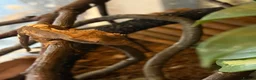 Gecko reptiles for sale: Crested Geckos in Immingham - Advert 3
