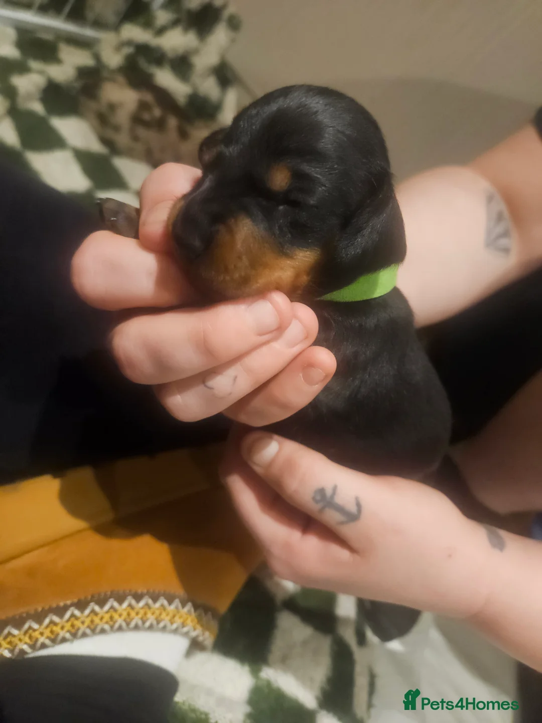 Chiweenie dogs for sale: Chiweenie Puppies - Advert 2
