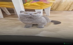British Shorthair cats for stud: Amasing British Shorthair Lilac for stud - Image 7