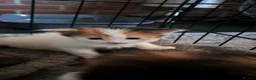 Domestic Shorthair cats for adoption: Sadie - semi-long hair kitten for adoption  - Advert 3