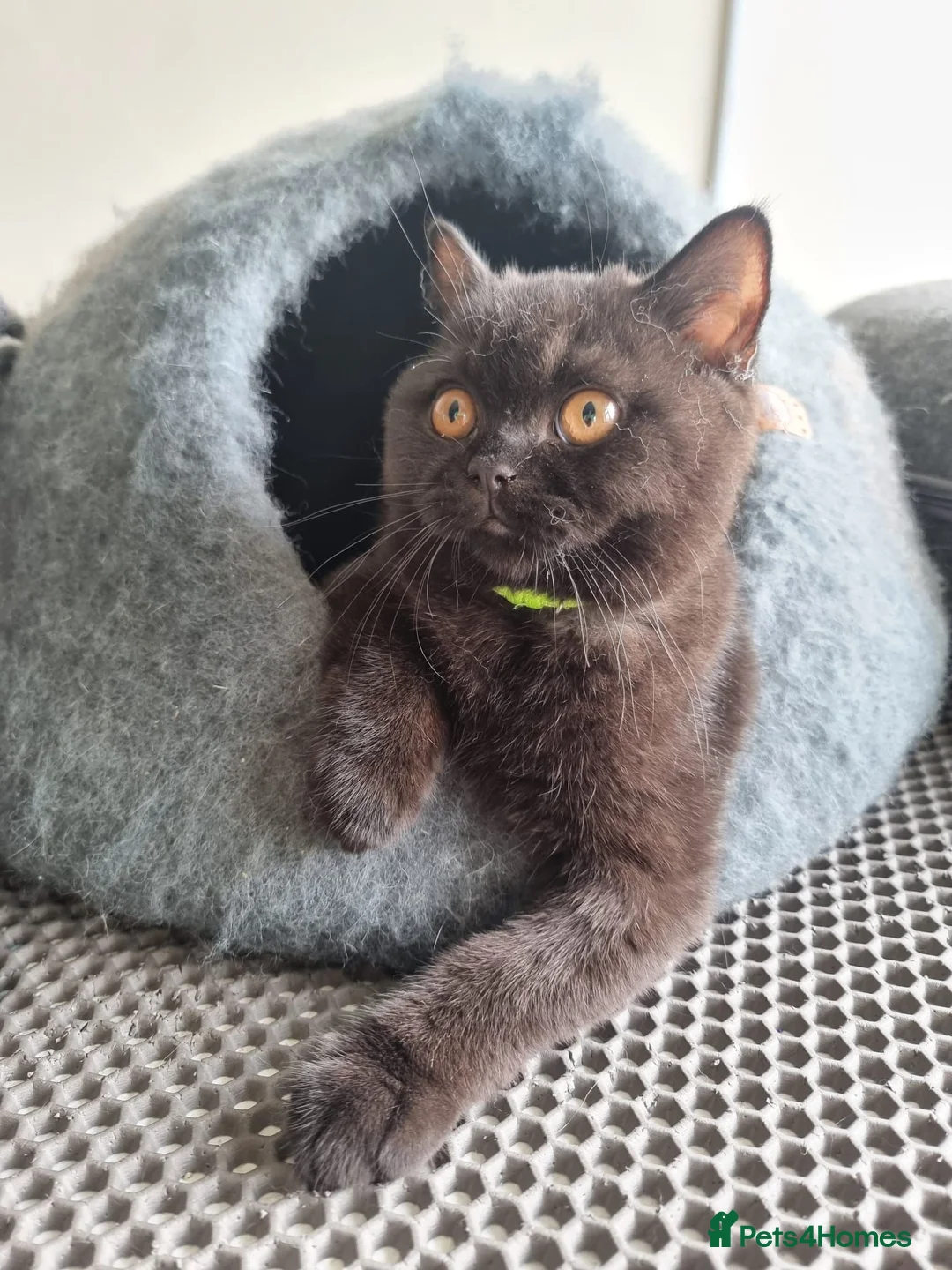 British Shorthair cats for sale: Kind Friendly Healthy Vaccinated Microchipped - Advert 30