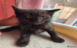 Mixed Breed cats for sale: Tabby mixed stunning litter - Image 1