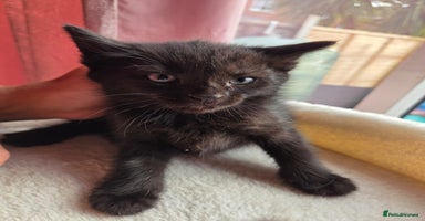 Mixed Breed cats - Advert 6