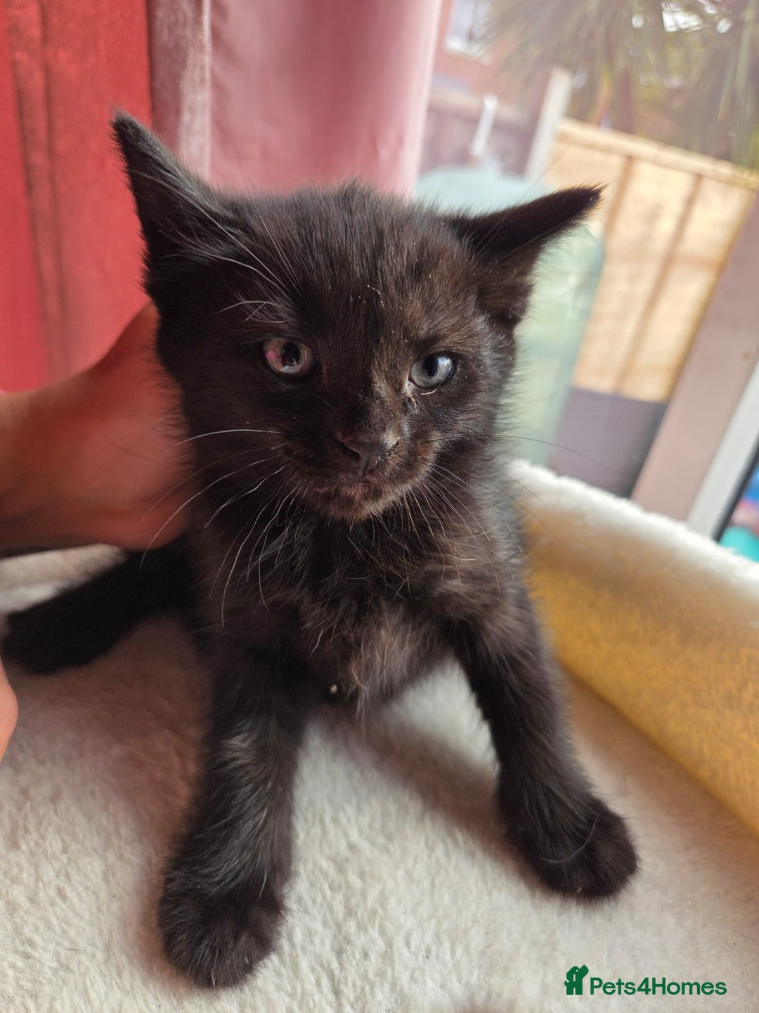 Mixed Breed cats for sale: Tabby mixed stunning litter - Image 1