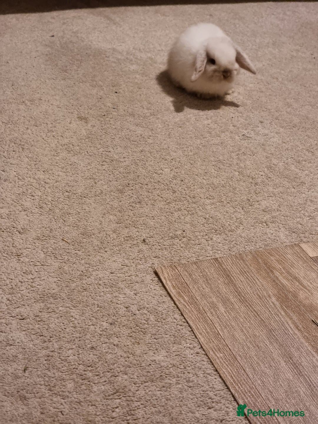 Mini Lop rabbits for sale: Beautiful friendly male mini lop - Advert 6