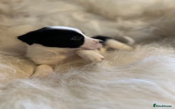Border Collie dogs for sale: Border Collie puppies for sale - Image 11