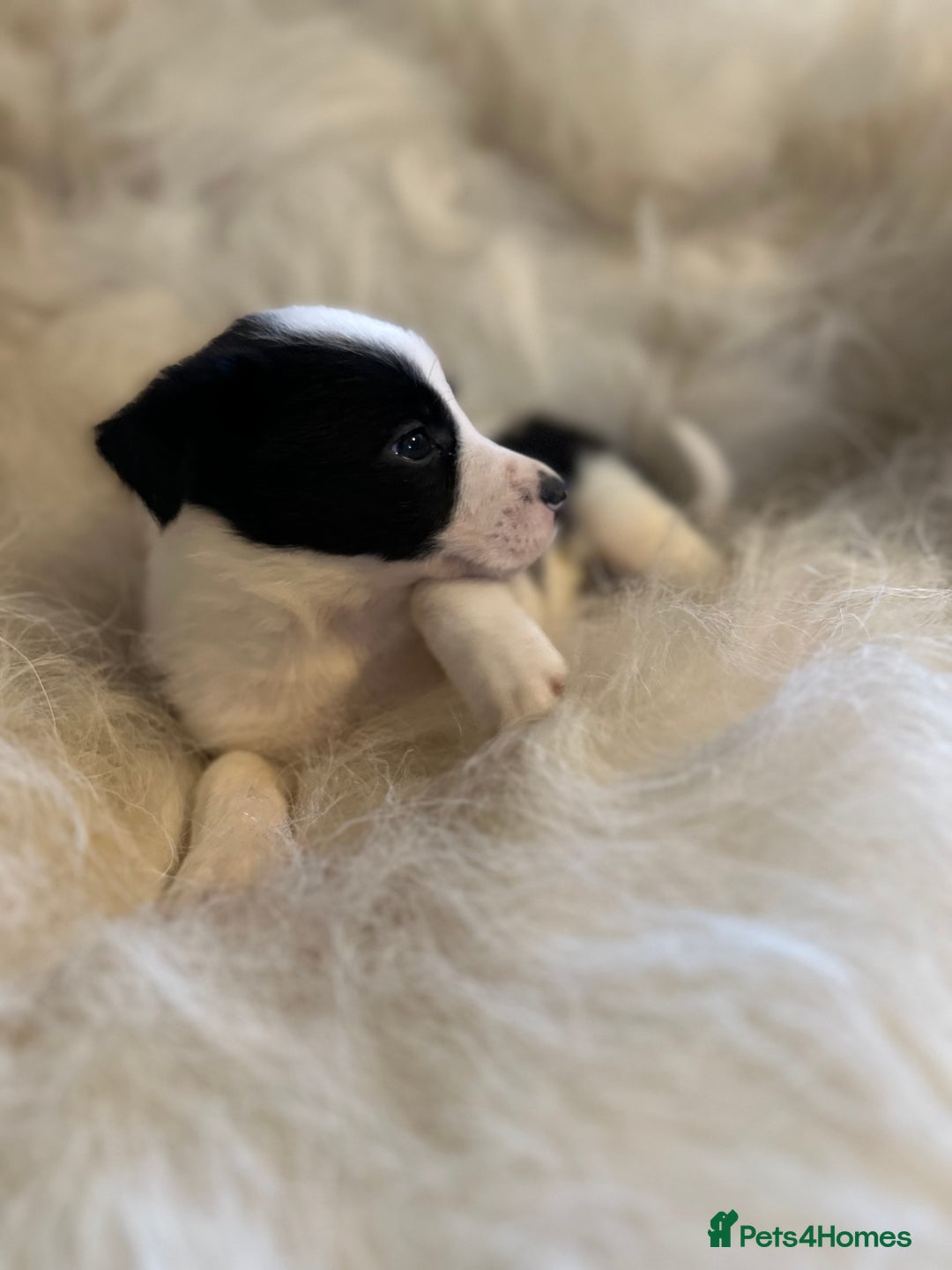 Border Collie dogs for sale: Border Collie puppies for sale - Image 11