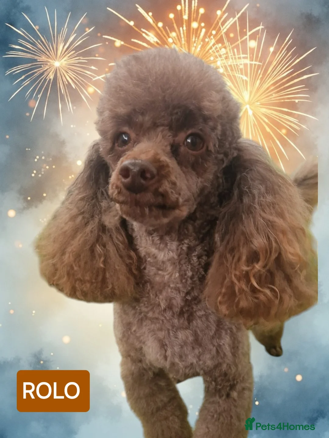 Toy Poodle dogs for stud: Toy Poodle Studs in Norfolk - Advert 4