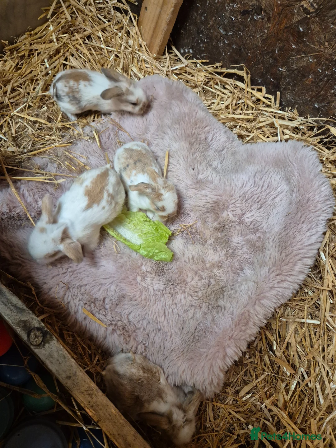 Mixed Breed rabbits for sale: Beautiful family bunny rabbits  - Advert 2