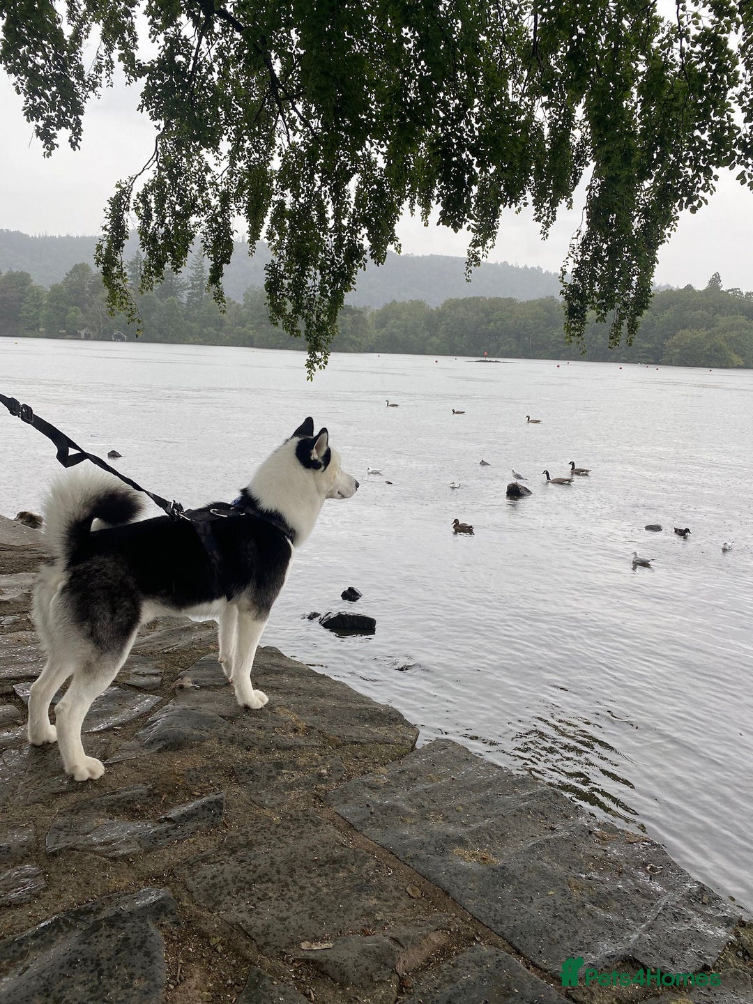 Siberian Husky dogs for stud: Stunning Blue eye Sibrian Husky for Stud  in Liverpool - Image 13
