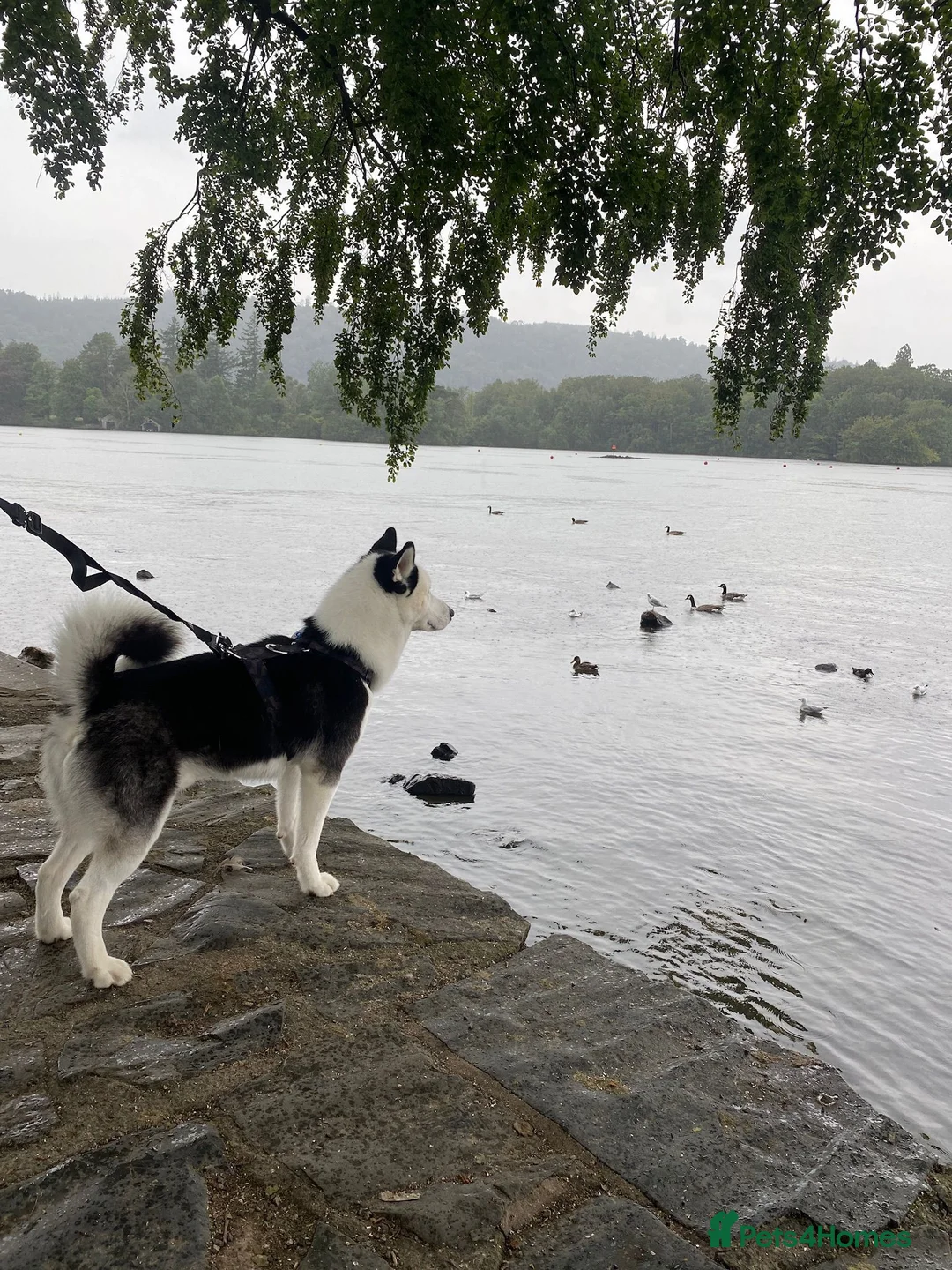 Siberian Husky dogs for stud: Stunning Blue eye Sibrian Husky for Stud (Proven) in Liverpool - Advert 13