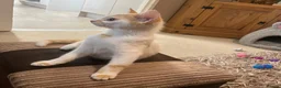 Domestic Shorthair cats for sale: Beautiful 13 week old male kitten needs new home. - Advert 16