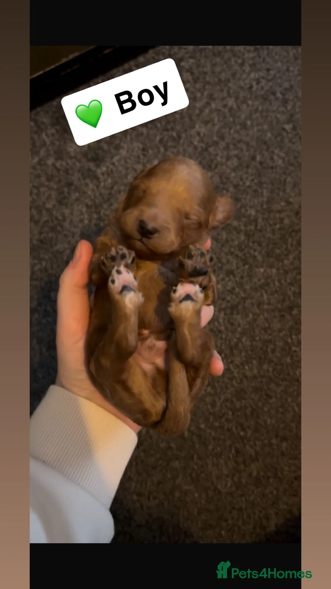 Poochon dogs for sale: Adorable Poochon puppies  - Advert 6