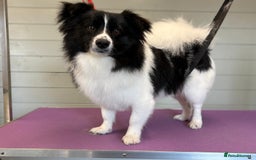 Mixed Breed dogs for sale: Pomapoo & Jackaranian Cross Puppies Ready Soon  - Image 8