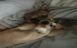 Mixed Breed dogs for sale: Jackawawa 1 year old Hugo - Image 9