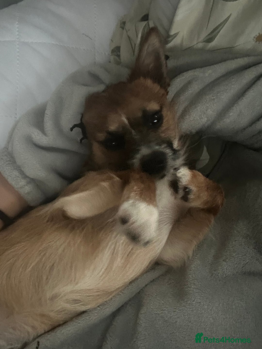 Mixed Breed dogs for sale: Jackawawa 1 year old Hugo - Image 9