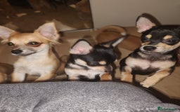 Chihuahua dogs for sale: Adorable Loving hand reared ready now Chihuahuas - Image 2