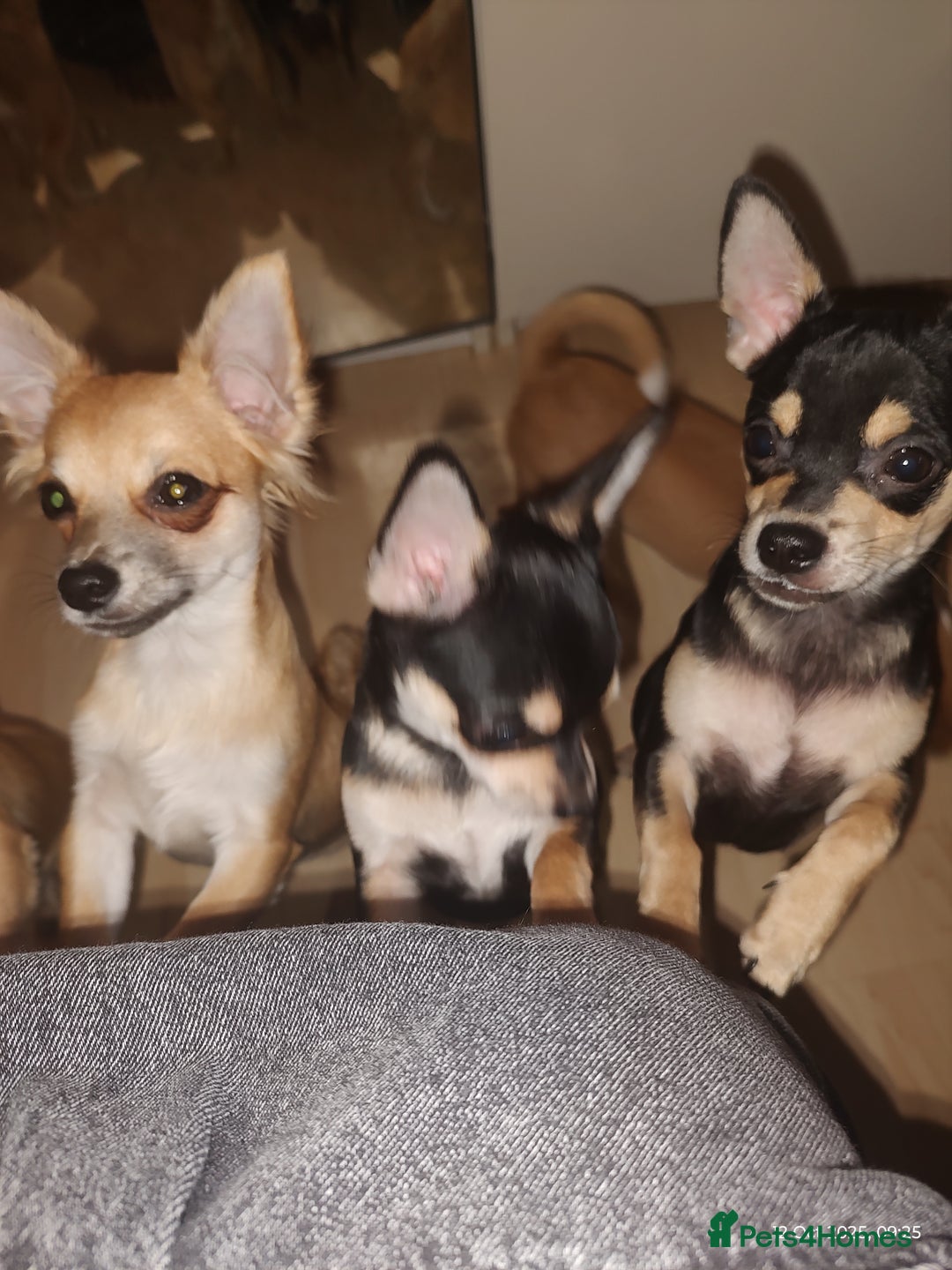 Chihuahua dogs for sale: Adorable Loving hand reared ready now Chihuahuas - Image 2