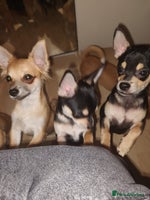 Chihuahua dogs Adorable Loving hand reared ready now Chihuahuas - Advert 4