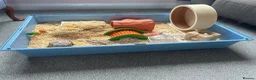 Hamster rodents for sale: Syrian Hamster + Cage and accessories in Sutton Coldfield - Advert 5