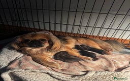 Pekingese dogs for sale: Pekingese Pup Ready To Leave  in Birmingham - Image 3