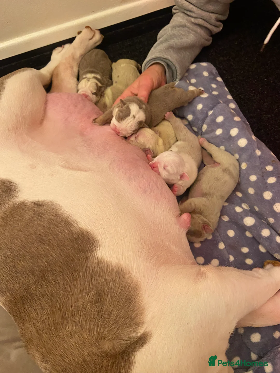 English Bulldog dogs for sale: The most beautiful bulldogs in manny - Advert 3