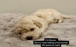 Maltipoo dogs for sale: Adorable F1B Merle** Maltipoo Puppies for sale - Image 21