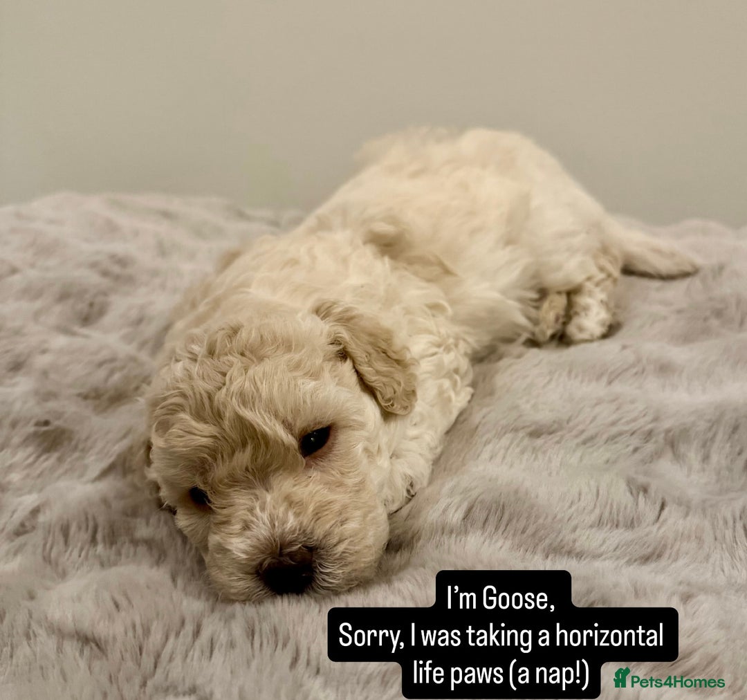 Maltipoo dogs for sale: Adorable F1B Merle** Maltipoo Puppies for sale - Image 21