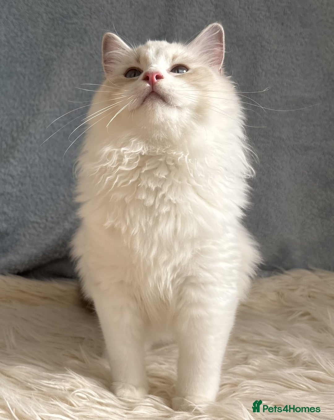 Ragdoll cats for sale: Playful Pedigree Ragdoll Kittens Available - Advert 27