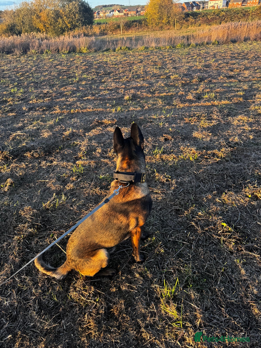 Belgian Shepherd Dog dogs for stud: Belgian malinois  - Advert 4