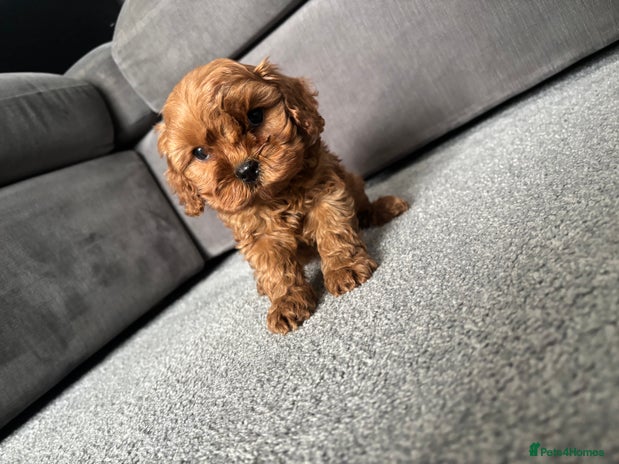 13 Week Cavapoo Adult Cavapoo puppies for sale | Pets4Homes