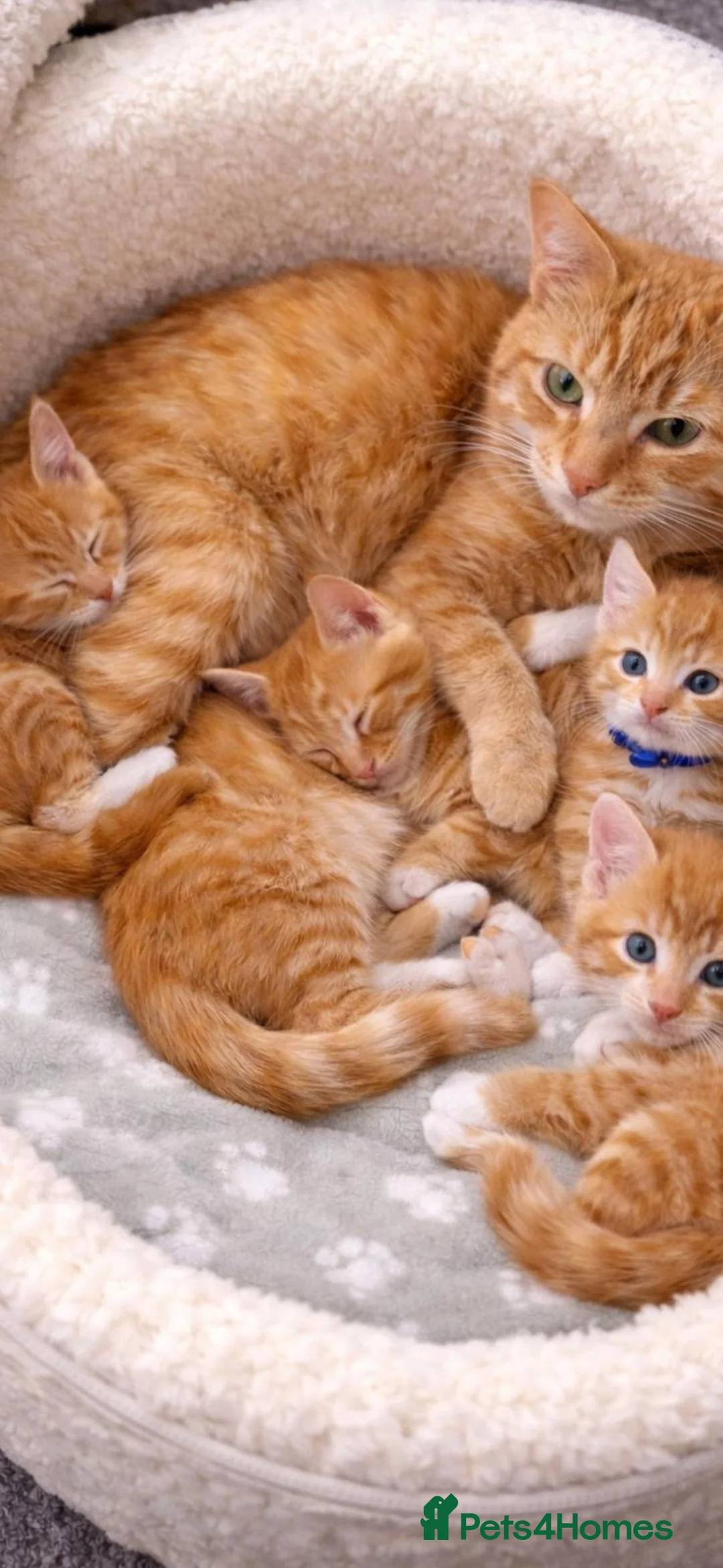 Mixed Breed cats for sale: 4 Adorable Ginger Kittens - Advert 11