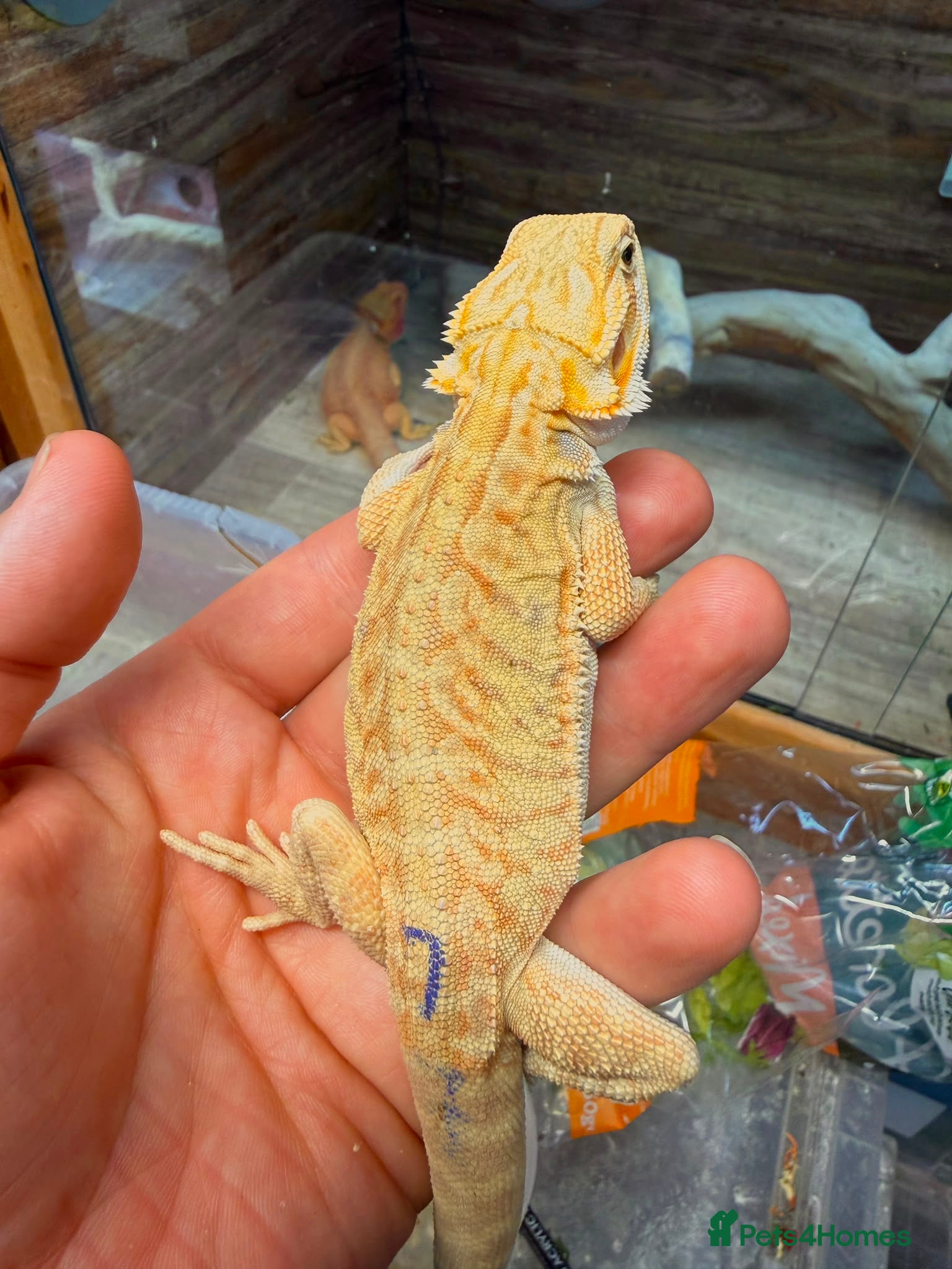 Bearded Dragon reptiles Super Citrus YELLOW US Bloodline - Advert 1