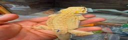 Bearded Dragon reptiles for sale: Super Citrus YELLOW US Bloodline - Advert 1