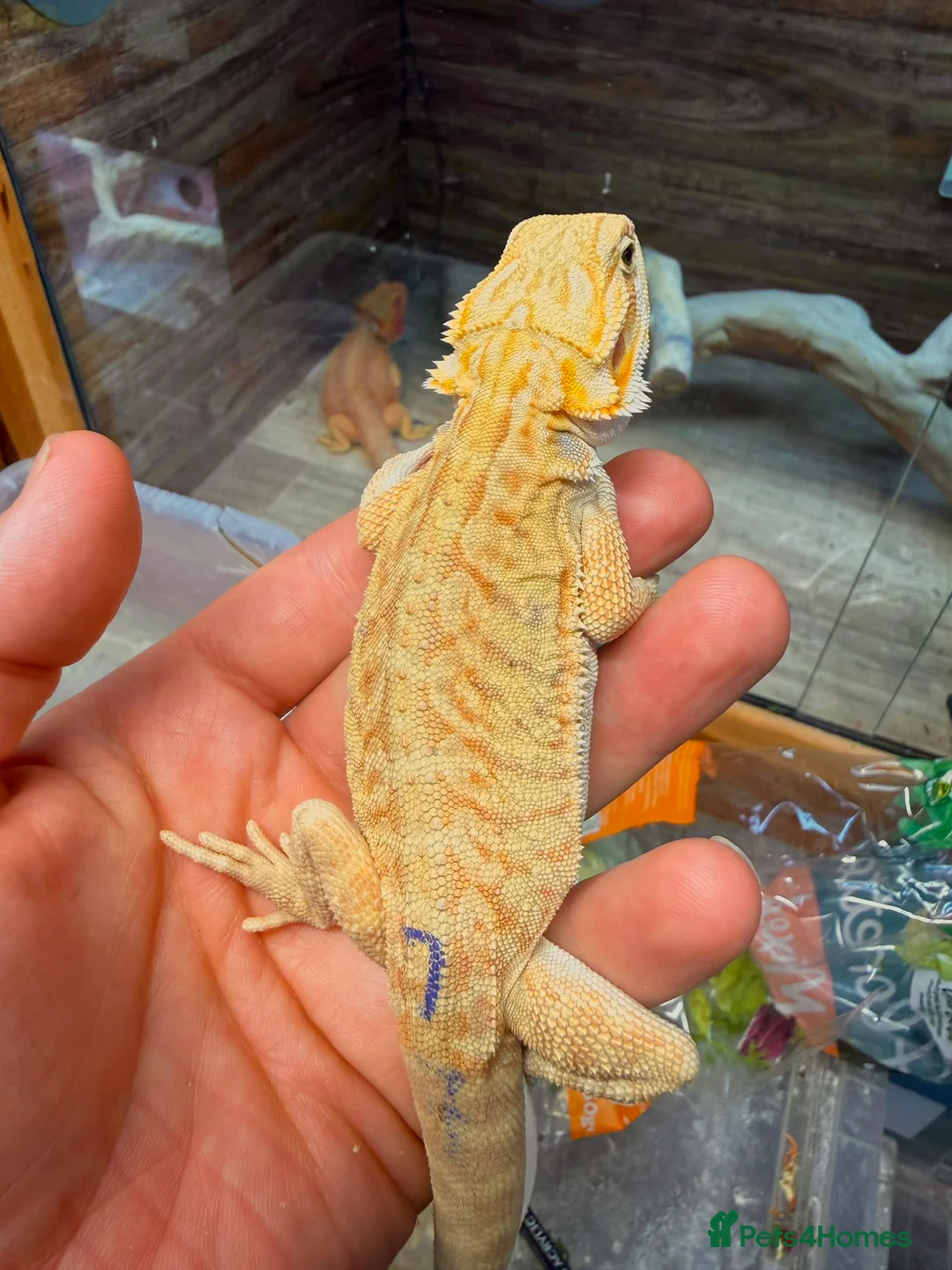 Bearded Dragon reptiles for sale: Super Citrus YELLOW US Bloodline - Advert 1