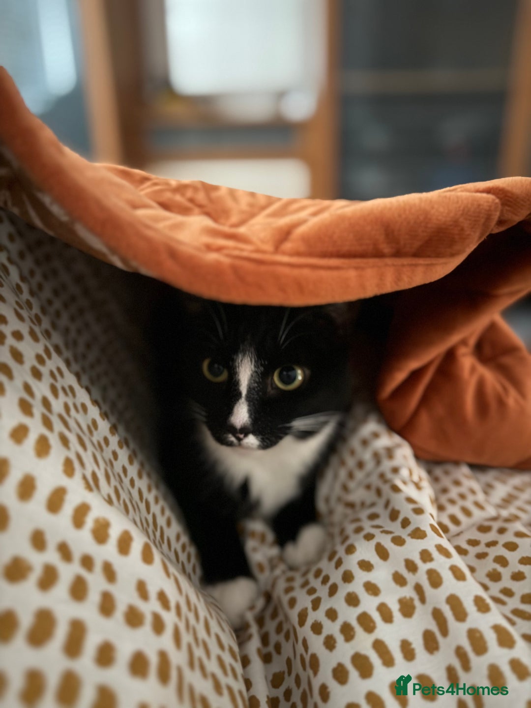 American Shorthair cats for sale: Suki the sweetheart - Image 4