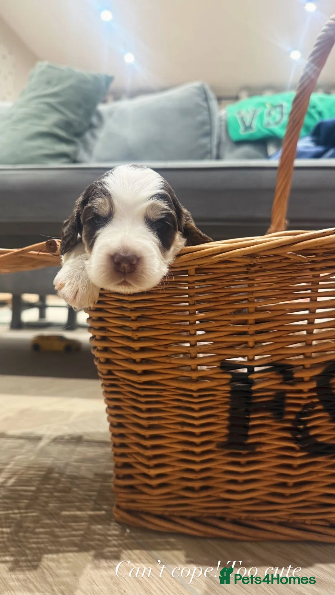 Cocker Spaniel dogs for sale: Cocker Spaniel Show Type Puppies.Fromloving family - Advert 1