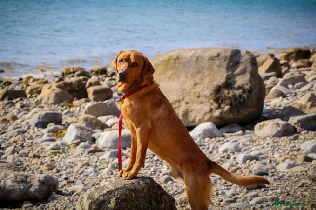 Labrador Retriever dogs for stud: Fox red Labrador available for stud - Proven in Melton Mowbray - Advert 4