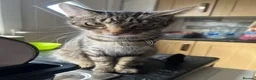Ragdoll cats for sale: Half Ragdoll Kittens  - Advert 1